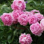 Pesona Bunga Peony: Makna, Jenis, Cara Menanamnya Di Rumah