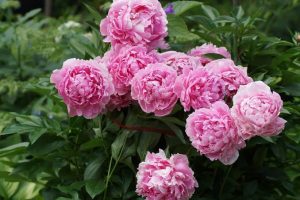 Pesona Bunga Peony: Makna, Jenis, Cara Menanamnya Di Rumah