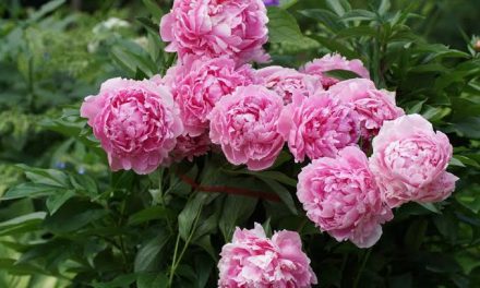 Pesona Bunga Peony: Makna, Jenis, Cara Menanamnya Di Rumah
