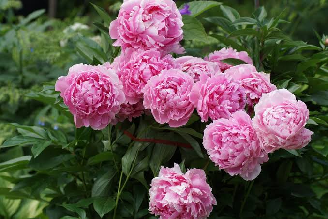 Pesona Bunga Peony: Makna, Jenis, Cara Menanamnya Di Rumah