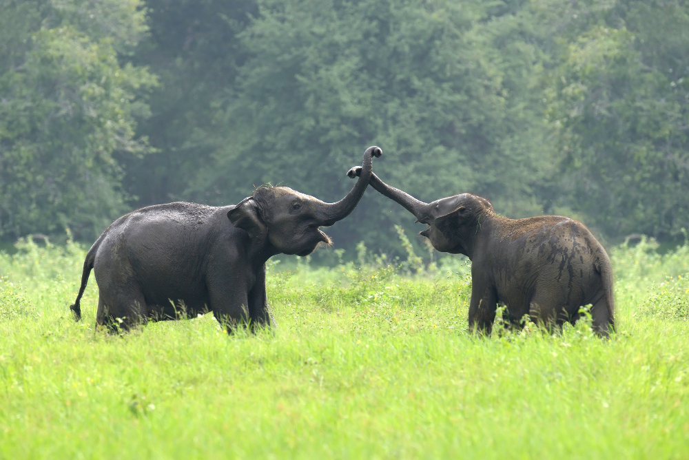 Hari Gajah Sedunia 